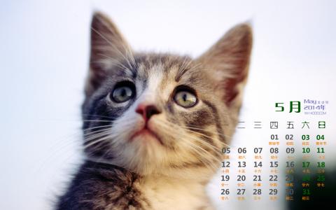 可爱宠物小猫咪呆萌抓拍特写桌面壁纸下载第0张