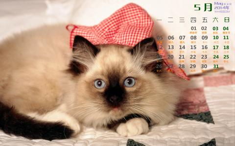 可爱宠物小猫咪呆萌抓拍特写桌面壁纸下载第1张