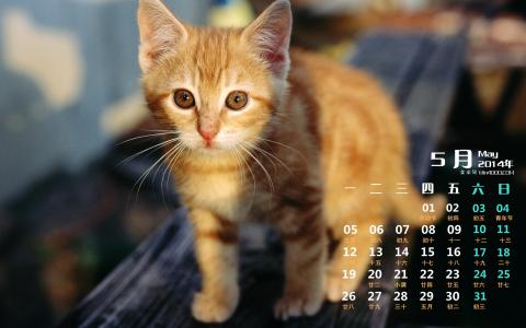 可爱宠物小猫咪呆萌抓拍特写桌面壁纸下载第3张