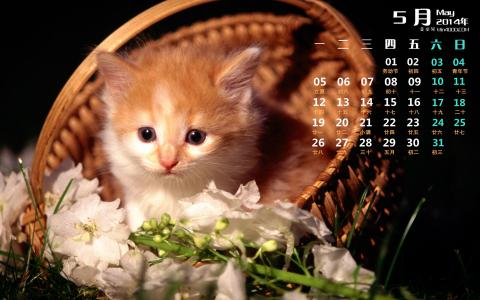 可爱宠物小猫咪呆萌抓拍特写桌面壁纸下载第4张