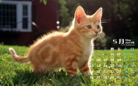 猫咪图片 _ 第(8)张