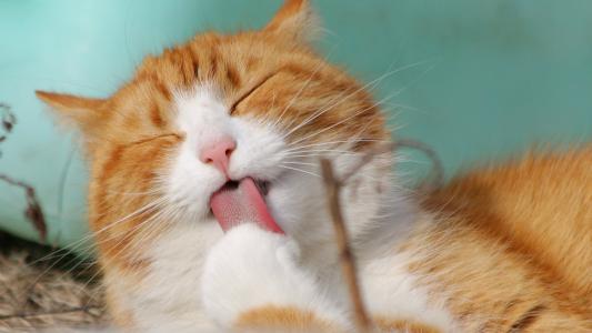 高清小萌猫可爱乖巧猫咪图片合集电脑桌面壁纸下载第二辑第0张