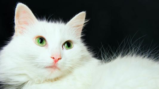 高清小萌猫可爱乖巧猫咪图片合集电脑桌面壁纸下载第二辑第2张