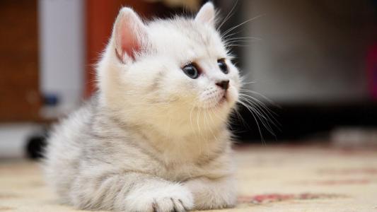 高清小萌猫可爱乖巧猫咪图片合集电脑桌面壁纸下载第二辑第4张