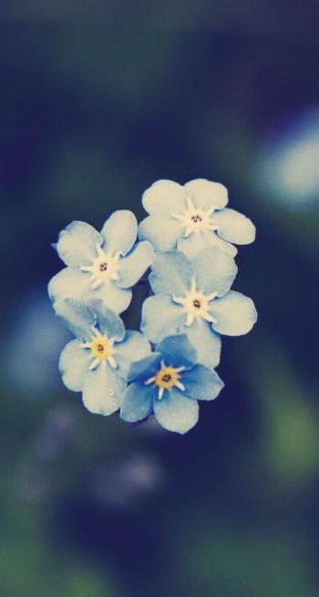 紫花第4张