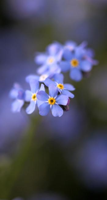 紫花第6张