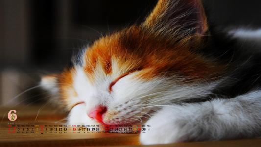 可爱猫咪图片图片 _ 第(9)张
