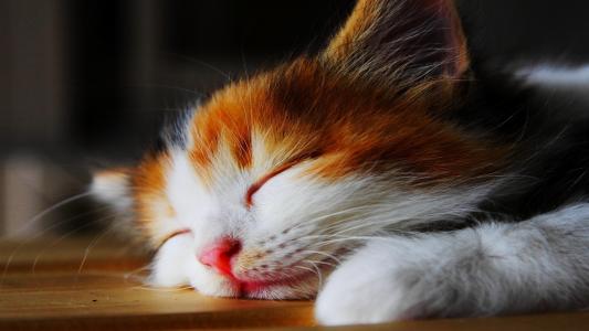 可爱猫咪图片图片 _ 第(9)张
