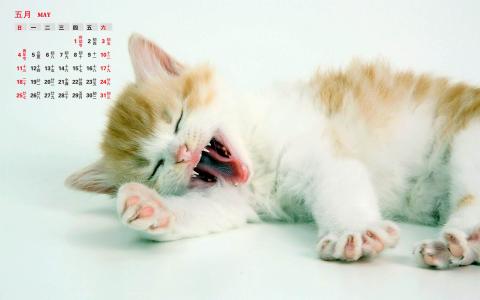 2014年10月日历可爱的小猫咪高清电脑桌面壁纸第1张