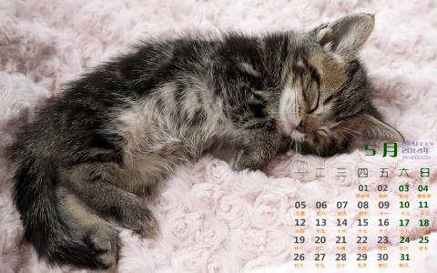 2014年10月日历可爱的小猫咪高清电脑桌面壁纸第2张