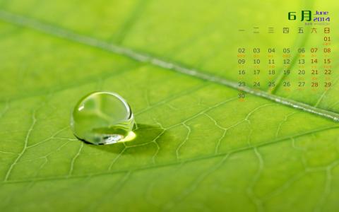 高清雨水水珠2022年6月份日历桌面壁纸护眼绿色水滴第3张