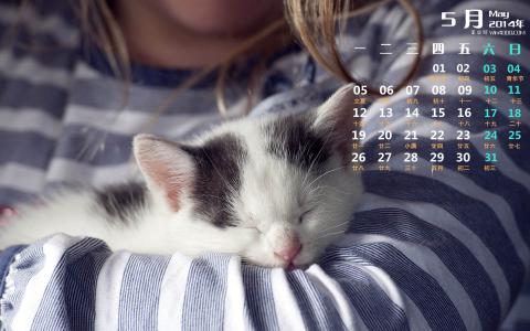 2014年10月日历可爱的小猫咪高清电脑桌面壁纸第5张