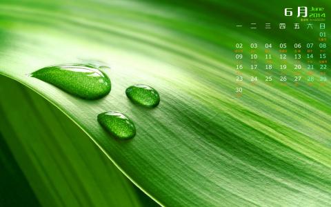 高清雨水水珠2022年6月份日历桌面壁纸护眼绿色水滴第4张