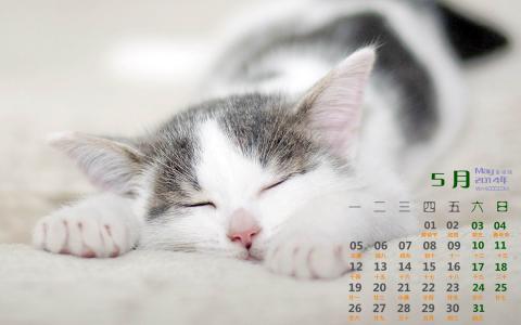 2014年10月日历可爱的小猫咪高清电脑桌面壁纸第6张