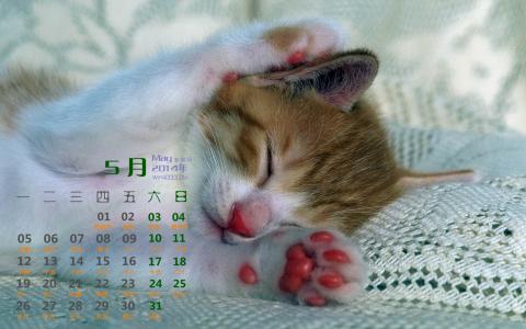 猫咪图片 _ 第(8)张