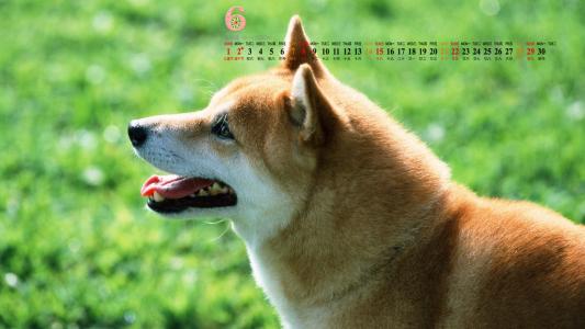狗狗图片 _ 第(9)张