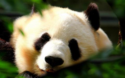2016年3月日历壁纸功夫熊猫3搞笑图片第4张