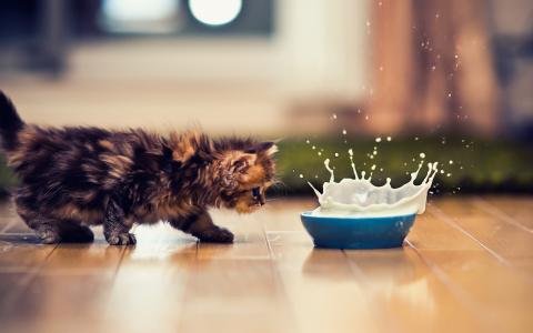 高清小萌猫可爱乖巧猫咪图片合集电脑桌面壁纸下载第二辑第2张