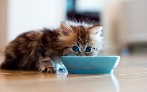 高清小萌猫可爱乖巧猫咪图片合集电脑桌面壁纸下载第二辑第4张