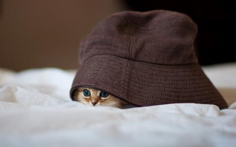 猫咪图片 _ 第(8)张