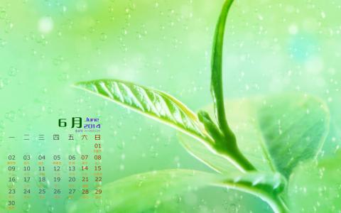 高清清新养眼的绿叶手机壁纸第3张