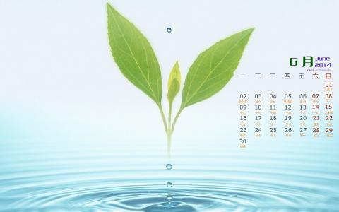 高清清新养眼的绿叶手机壁纸第5张