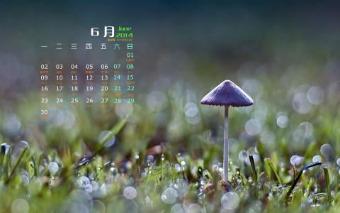 树林图片 _ 第(2)张