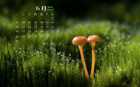 树林图片 _ 第(9)张