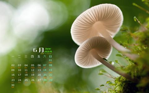 树林图片 _ 第(11)张