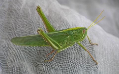 昆虫图片 _ 第(2)张
