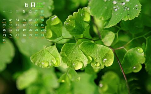 绿叶图片图片 _ 第(6)张