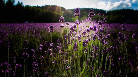 2013年油菜花宽屏金桌面壁纸第1张