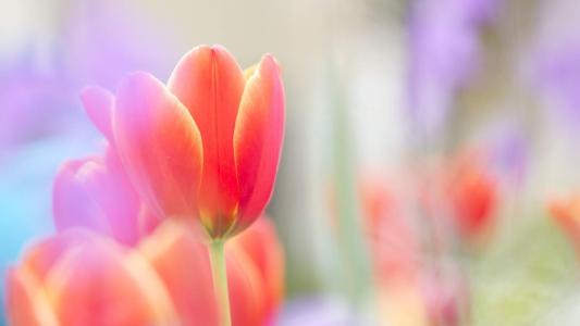2013年油菜花宽屏金桌面壁纸第3张