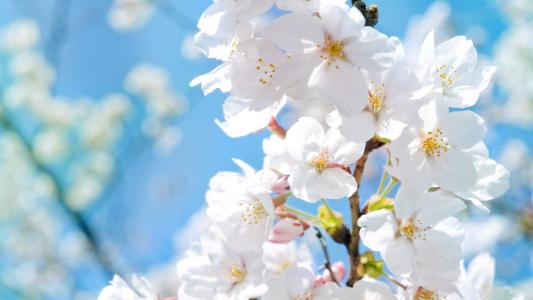 2013年油菜花宽屏金桌面壁纸第5张