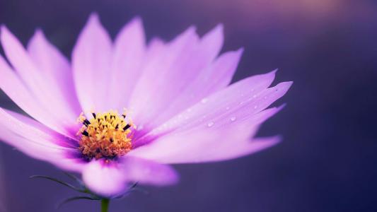 2013年油菜花宽屏金桌面壁纸第6张
