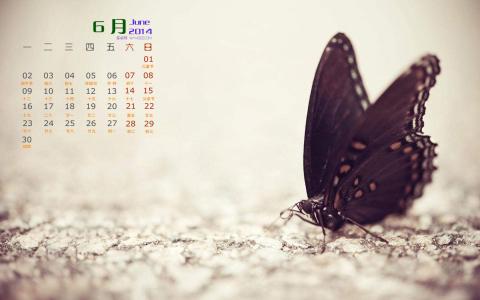 2014年10月日历壁纸自然保护鸟类动物鹈鹕高清特写(一)第0张