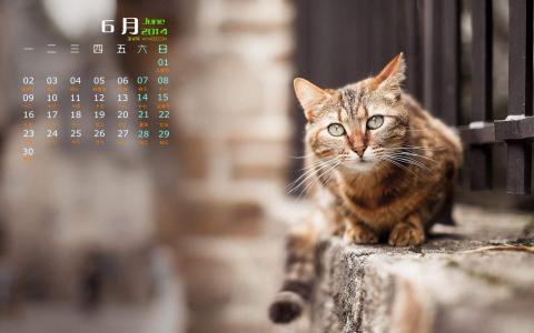 2014年10月日历壁纸自然保护鸟类动物鹈鹕高清特写(一)第1张