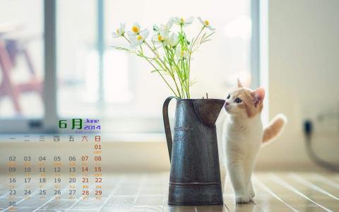 2014年10月日历壁纸自然保护鸟类动物鹈鹕高清特写(一)第2张