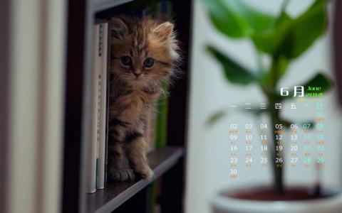 2014年10月日历壁纸自然保护鸟类动物鹈鹕高清特写(一)第4张