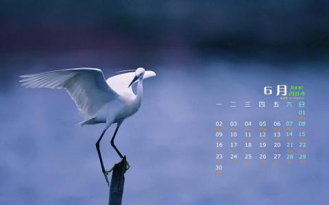 2014年10月日历壁纸自然保护鸟类动物鹈鹕高清特写(一)第5张