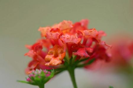 图片 _ 第(4)张