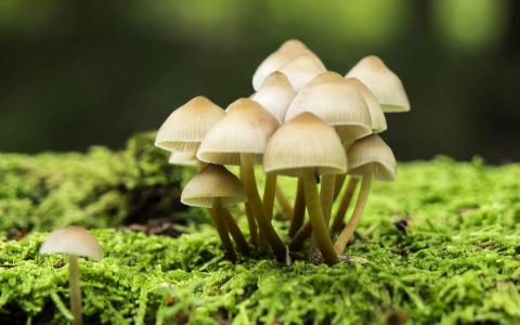 蘑菇第1张