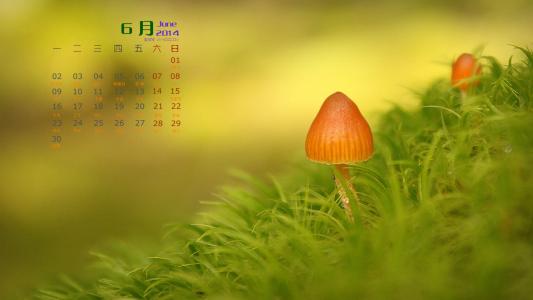 2014年10月日历壁纸唯美意境小清新初秋森林自然风光(三)第0张
