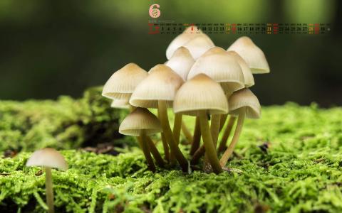 2014年10月日历壁纸唯美意境小清新初秋森林自然风光(三)第1张