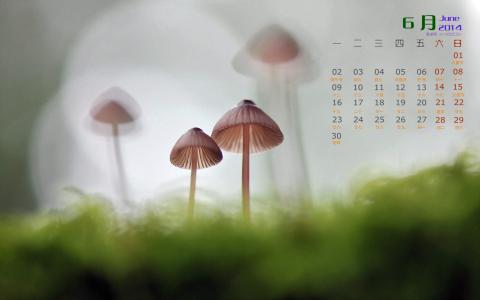2014年10月日历壁纸唯美意境小清新初秋森林自然风光(三)第3张