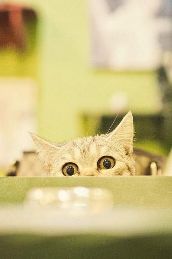 可爱卡通小猫咪高清图片手机壁纸第0张