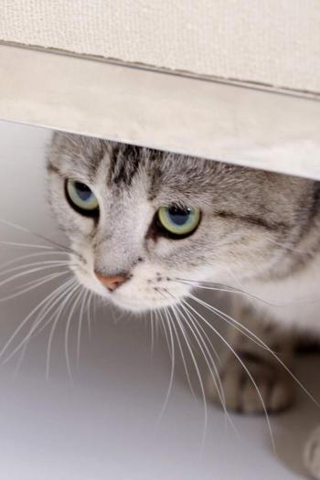 可爱卡通小猫咪高清图片手机壁纸第1张