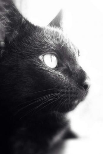 可爱卡通小猫咪高清图片手机壁纸第2张