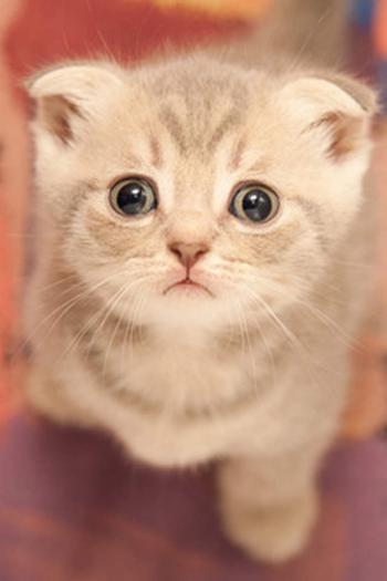 可爱卡通小猫咪高清图片手机壁纸第5张