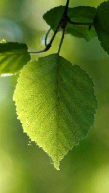 高清唯美护眼绿色植物图片安卓手机壁纸下载第2张